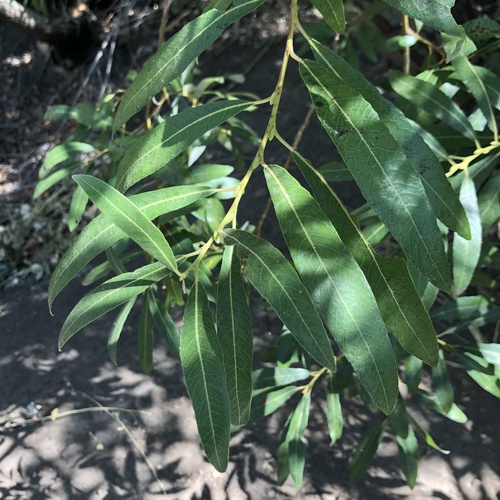 photo of Arroyo Willow (Salix lasiolepis)