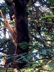 Strix occidentalis caurina