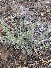 Artemisia carruthii carruthii