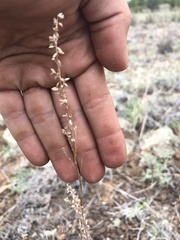 Artemisia carruthii carruthii