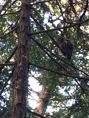 Strix occidentalis caurina