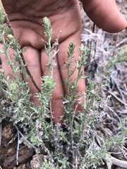 Artemisia carruthii carruthii