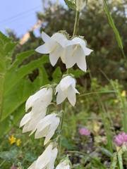 Campanula alliariifolia