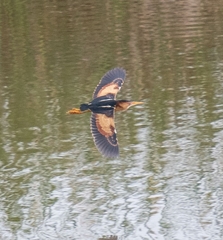 Ixobrychus exilis exilis