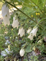 Campanula alliariifolia