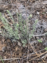 Artemisia carruthii carruthii