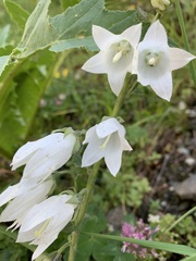 Campanula alliariifolia