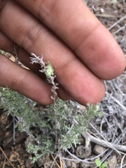 Artemisia carruthii carruthii