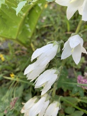 Campanula alliariifolia
