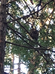 Strix occidentalis caurina