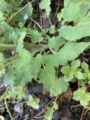 Campanula alliariifolia