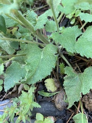 Campanula alliariifolia