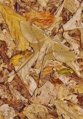 Antistathmoptera daltonae