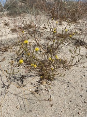 Lessingia glandulifera
