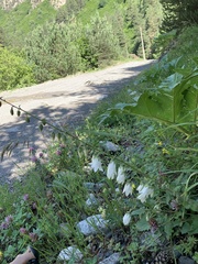 Campanula alliariifolia