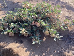 Tripterocalyx micranthus