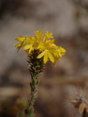 Lessingia glandulifera