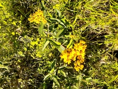 Kingianthus paniculatus