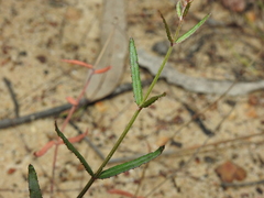 Gonocarpus chinensis