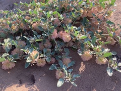 Tripterocalyx micranthus