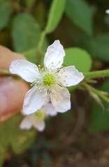 Rubus adenotrichos