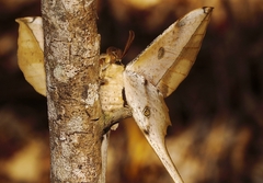 Antistathmoptera daltonae