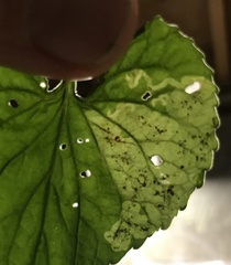 Liriomyza violivora