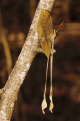 Antistathmoptera daltonae