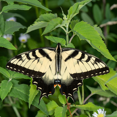 Papilio glaucus
