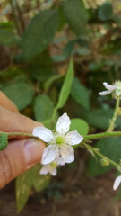 Rubus adenotrichos