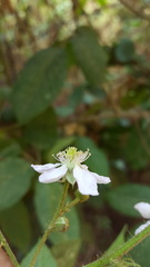 Rubus adenotrichos