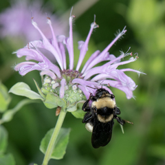 Bombus auricomus