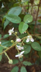 Rubus adenotrichos