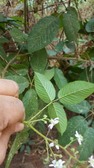 Rubus adenotrichos