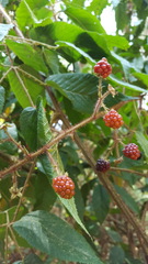 Rubus adenotrichos