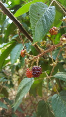 Rubus adenotrichos