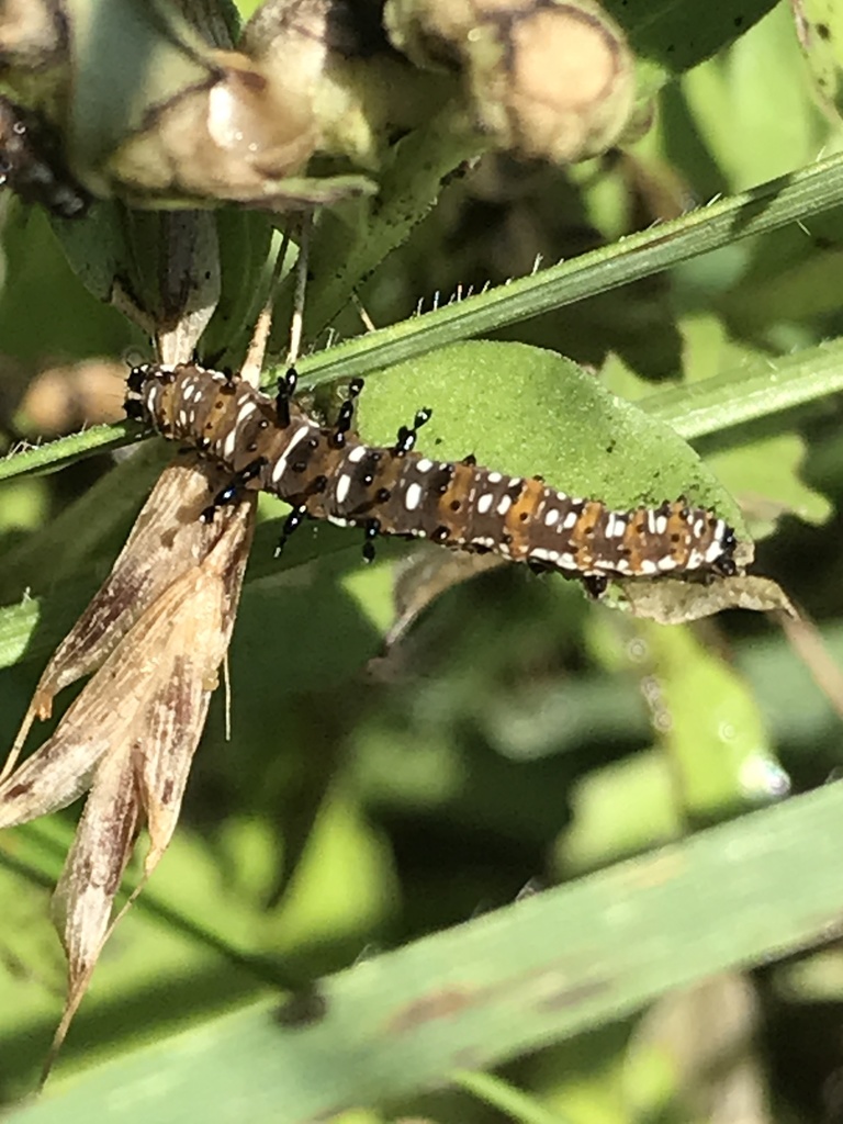 Straight-lined Cydosia Moth