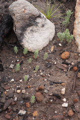 Xiphotheca lanceolata