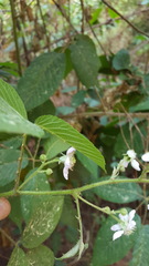 Rubus adenotrichos