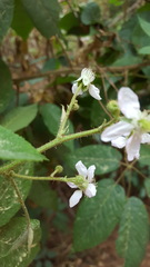 Rubus adenotrichos