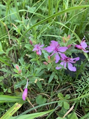 Chamaenerion colchicum