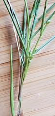 Dichanthelium aciculare