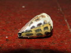 Conus ebraeus
