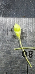 Dichanthelium aciculare