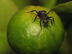 Camponotus mus