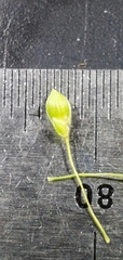 Dichanthelium aciculare