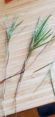 Dichanthelium aciculare