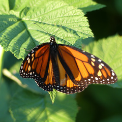 Danaus plexippus