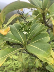 Psychotria mariniana