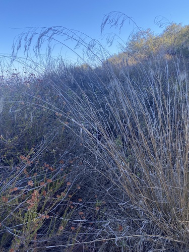 photo of Deergrass (Muhlenbergia rigens)